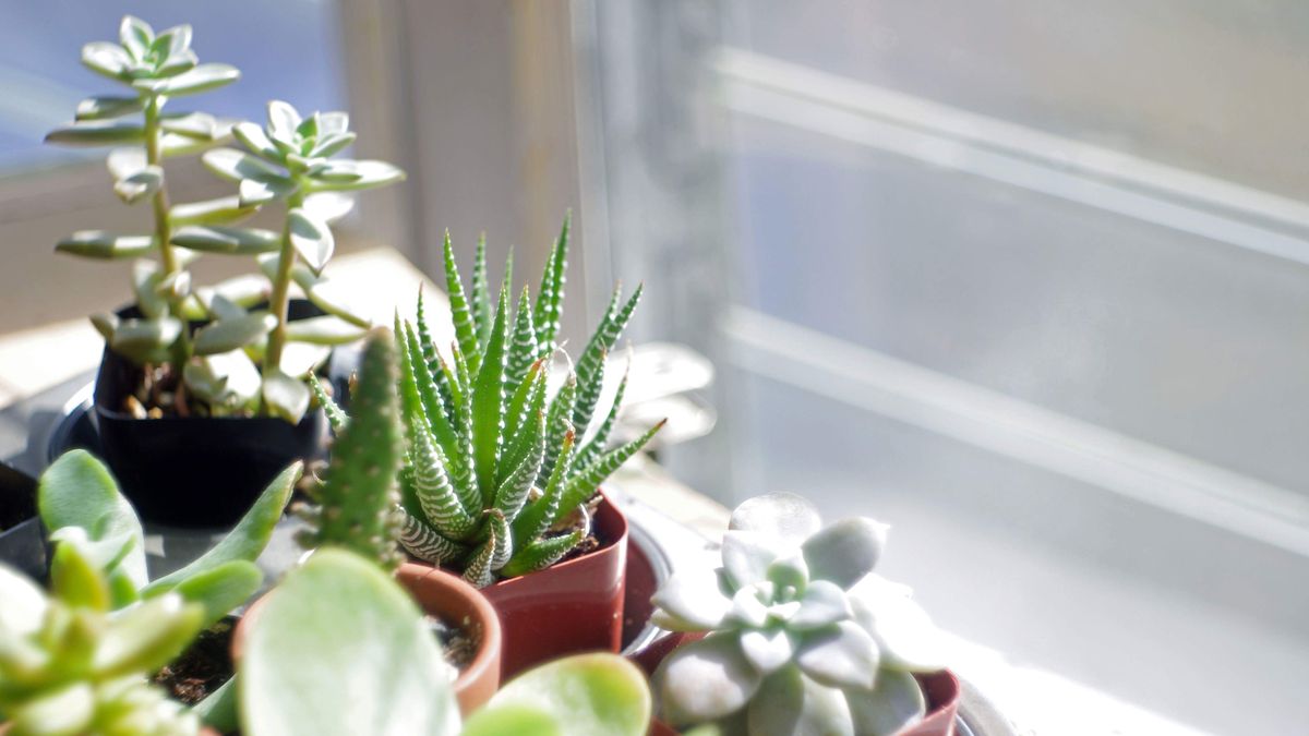 preview for How to Care For Succulents So They Thrive All Year Long