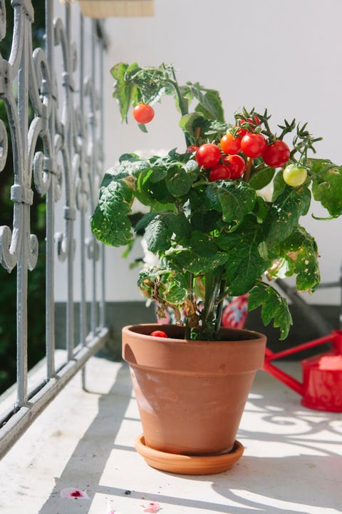 Balcony Plants: The Best Fruit And Veg To Grow On Balconies