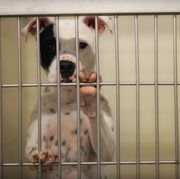 a black and white spotted dog with his paws up on the bars of a cage