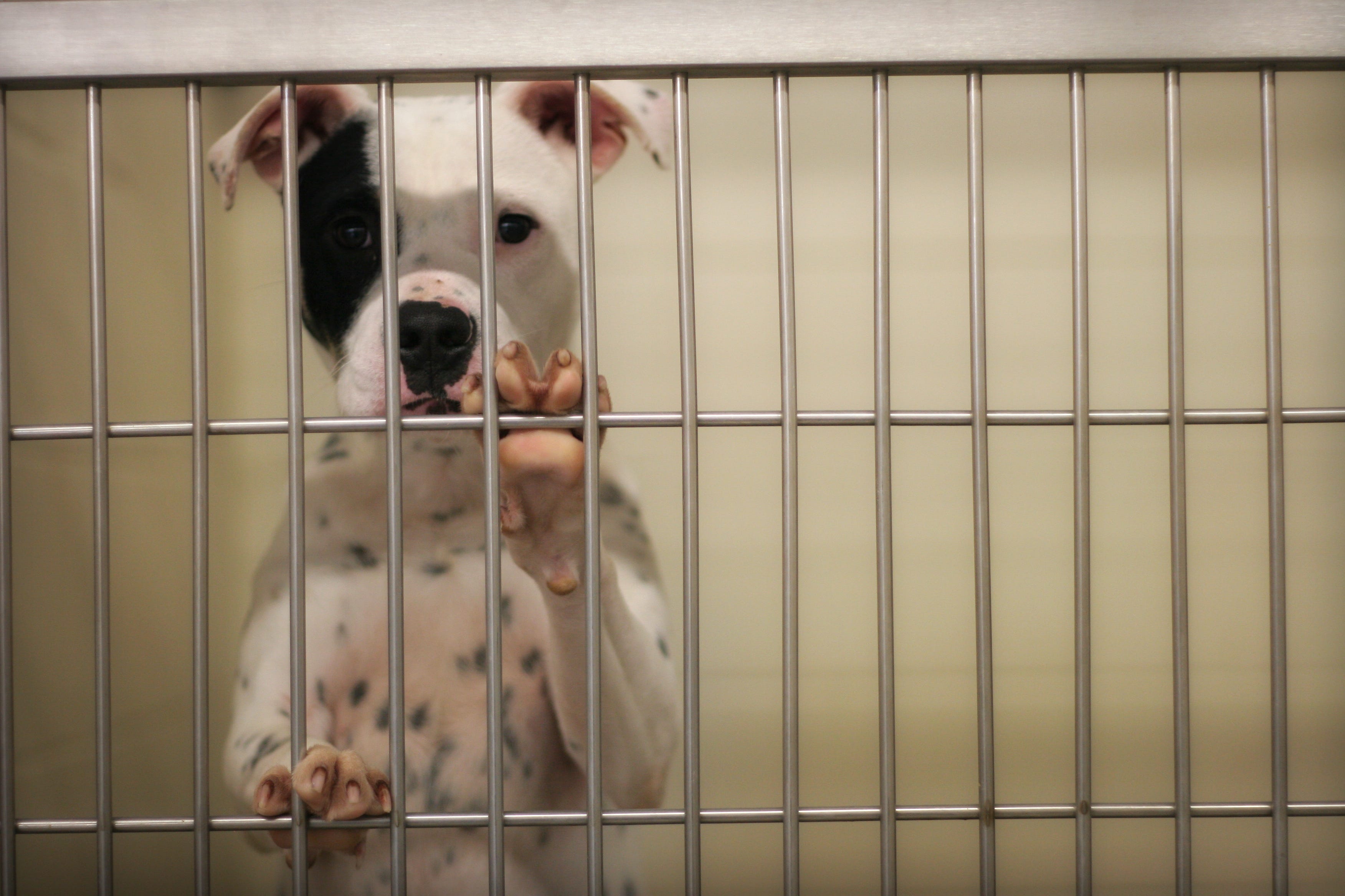 what happens to dogs at the pound