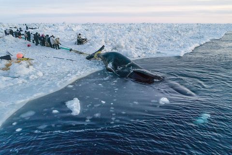 Om een walvis aan land te halen heb je een heel dorp nodig zegt walvisvaartkapitein Ned Arey Deze Groenlandse walvis bleek een onmogelijke opgave ondanks ruim acht uur trekken door tientallen Inuipat Het dier werd in zee achtergelaten nadat het een aantal malen door het dunne zeeijs was gebroken  een symptoom van de opwarming van het noordpoolgebied