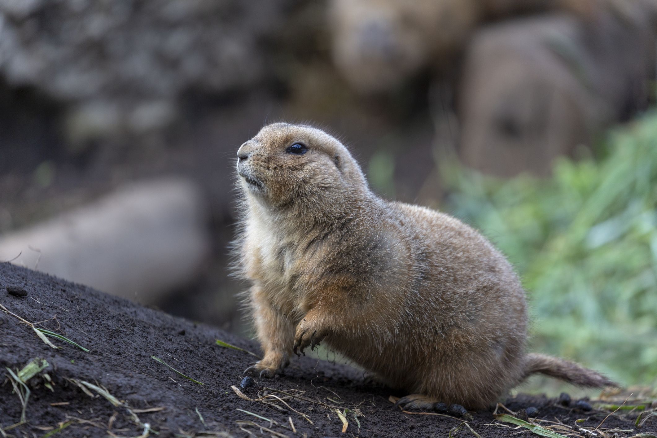 what can prairie dogs eat
