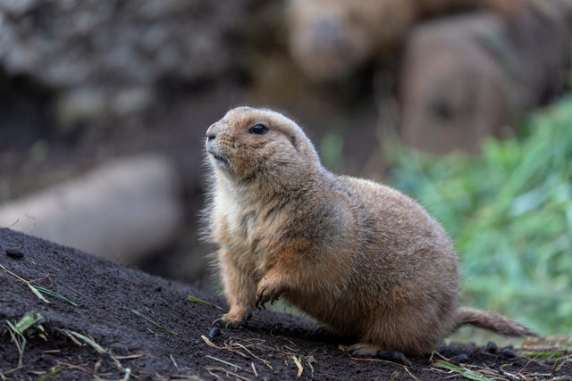 Why Do Prairie Dogs in Colorado Have the Plague?