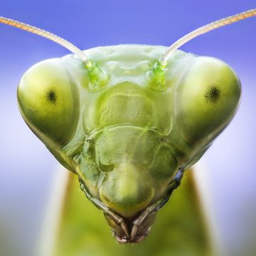 praying mantis head, close up, amazing insects