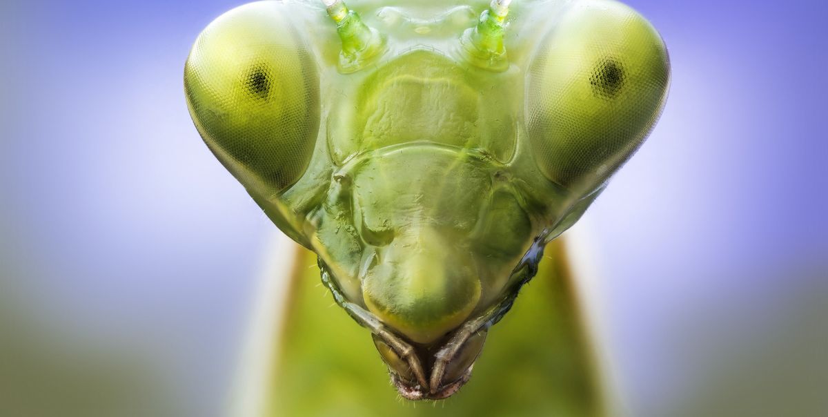praying mantis head, close up, amazing insects