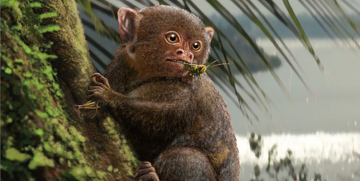 This Prehistoric Ape Crossed the Sea – But How?