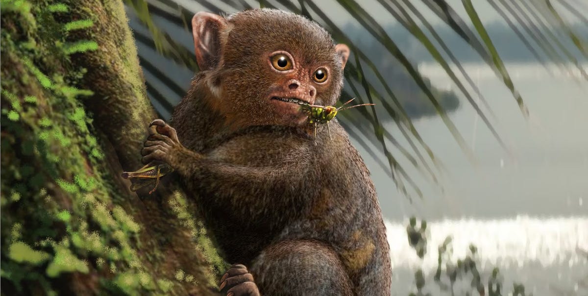 This Prehistoric Ape Crossed the Sea – But How?