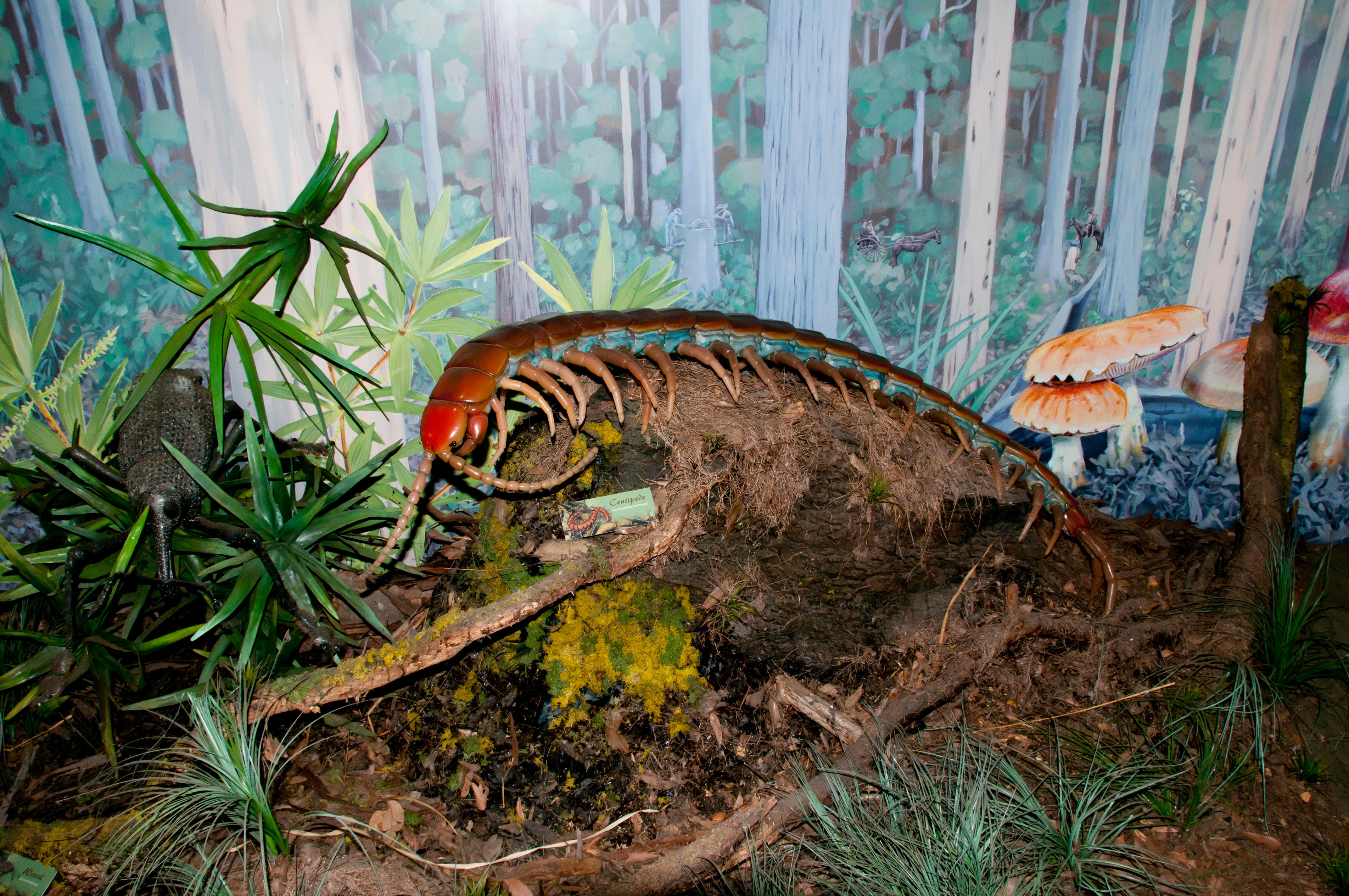 giant millipede prehistoric