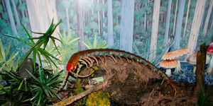prehistoric giant centipede replica