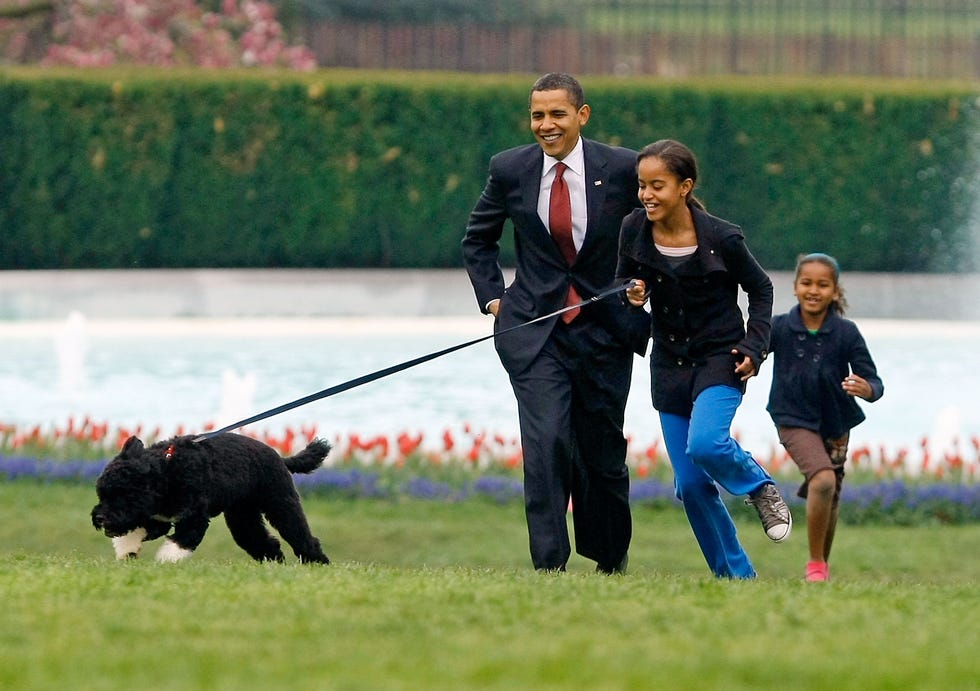 the white house debuts the obama's new dog bo, a portuguese water dog