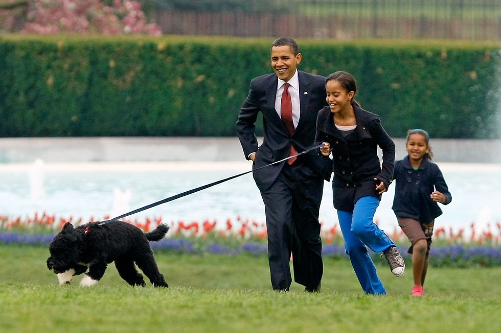 the white house debuts the obama's new dog bo, a portuguese water dog