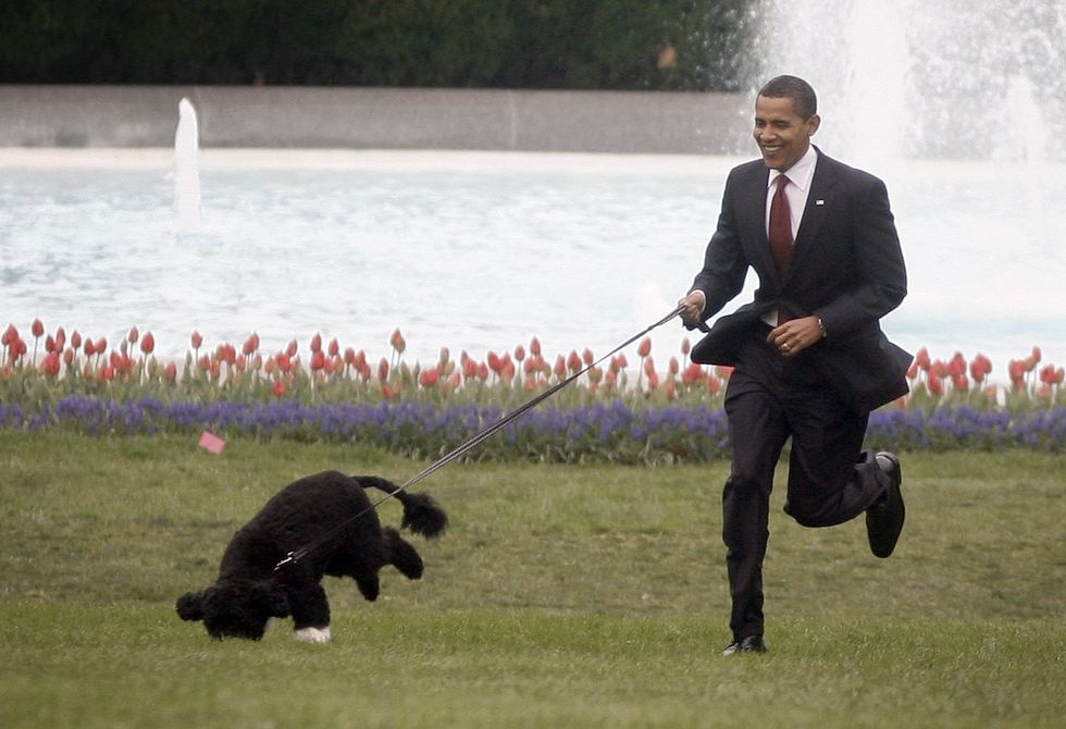 the white house debuts the obamas' new dog bo, a portuguese water dog 犬　セレブ