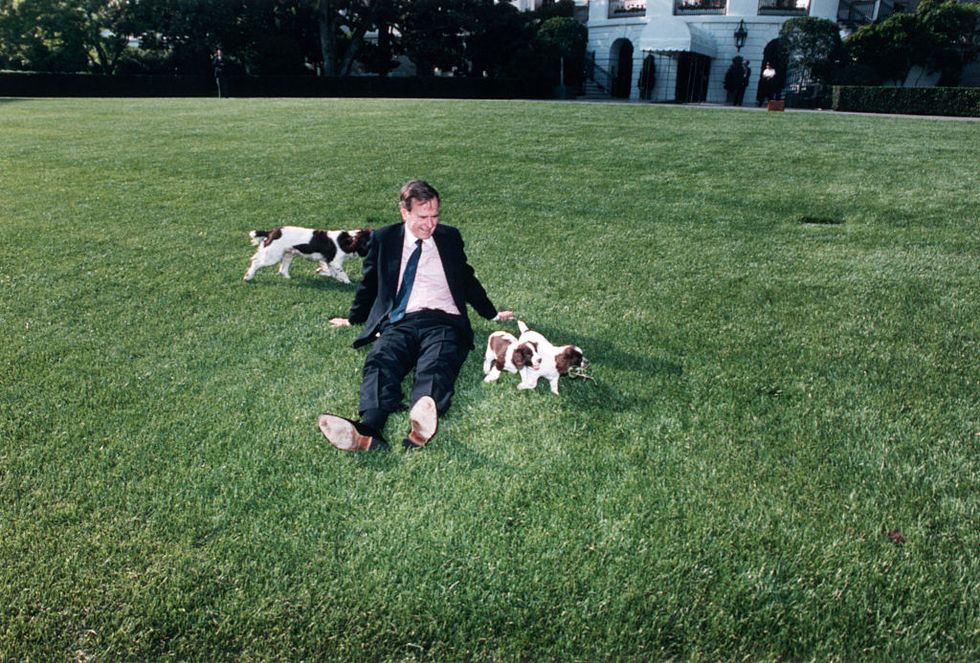 president george bush sitting on the white house lawn with springer spaniel millie and puppies may 4, 1989