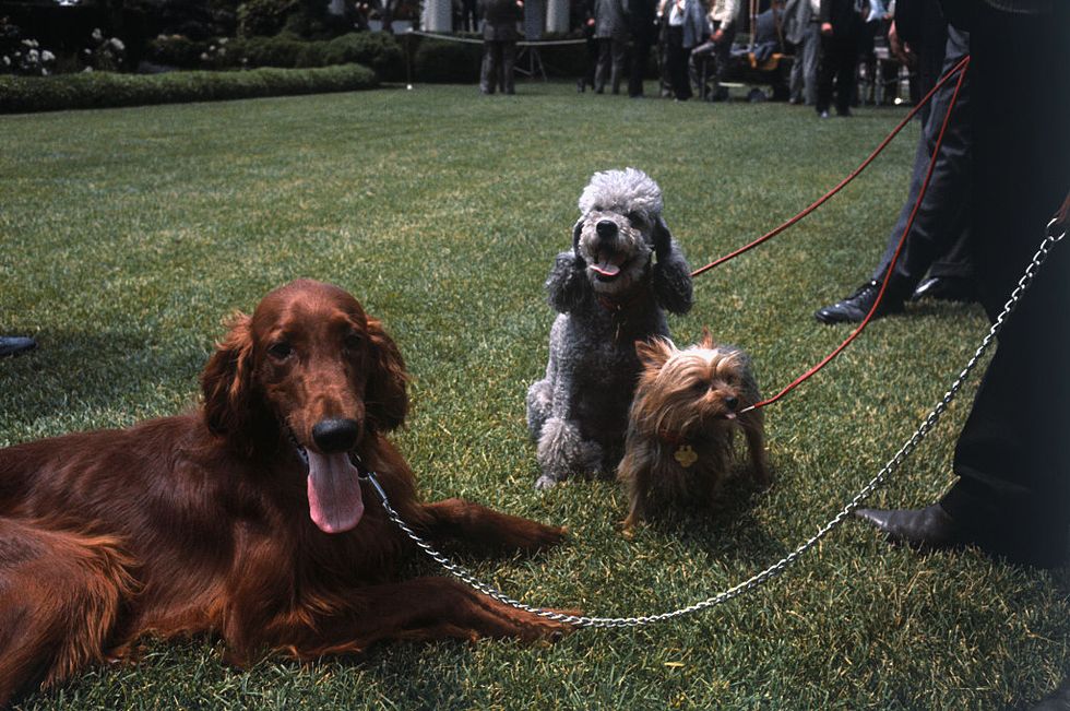 dogs of president nixon