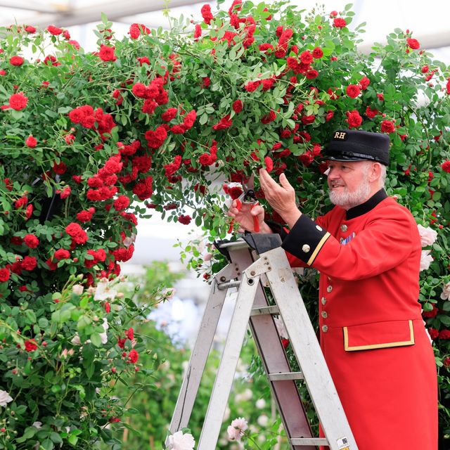 chelsea flower show 2023 gardening garden design arch roses