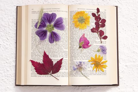 pressed flowers in an old book goethe, public domain