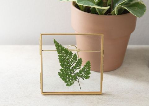 pressed leaf in frame