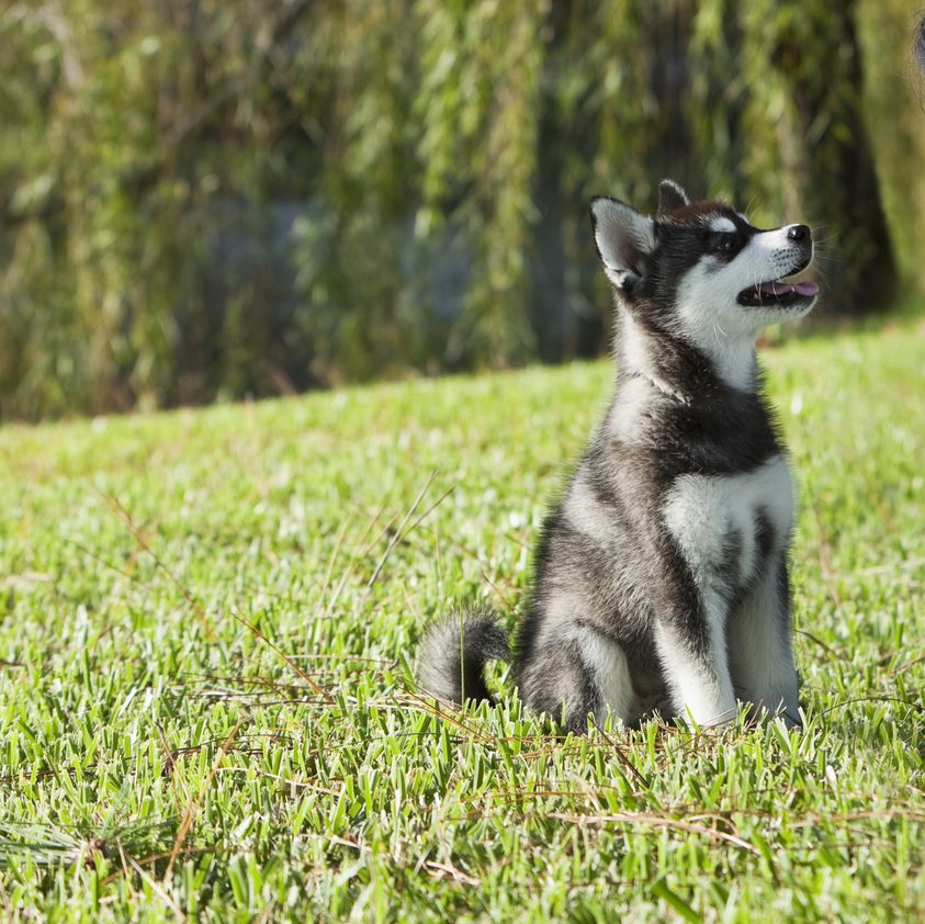 a black and white alaskan klee kai sitting on the grass and looking up