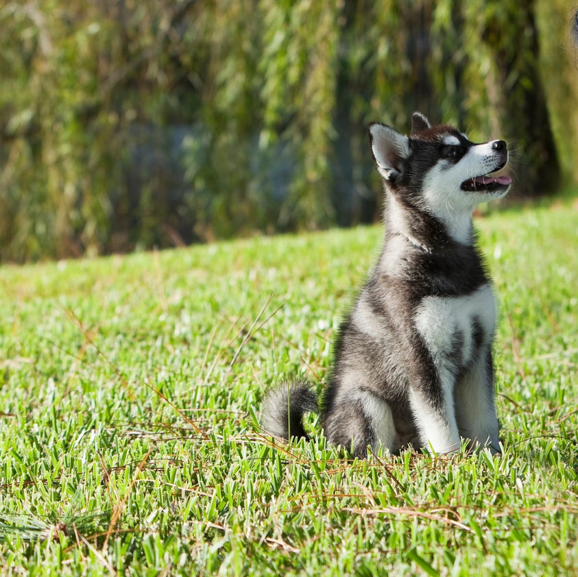 a black and white alaskan klee kai sitting on the grass and looking up