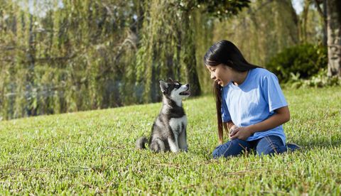 a black and white alaskan klee kai sitting on the grass and looking up