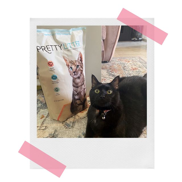 black cat with bag of pretty litter crystal kitty litter