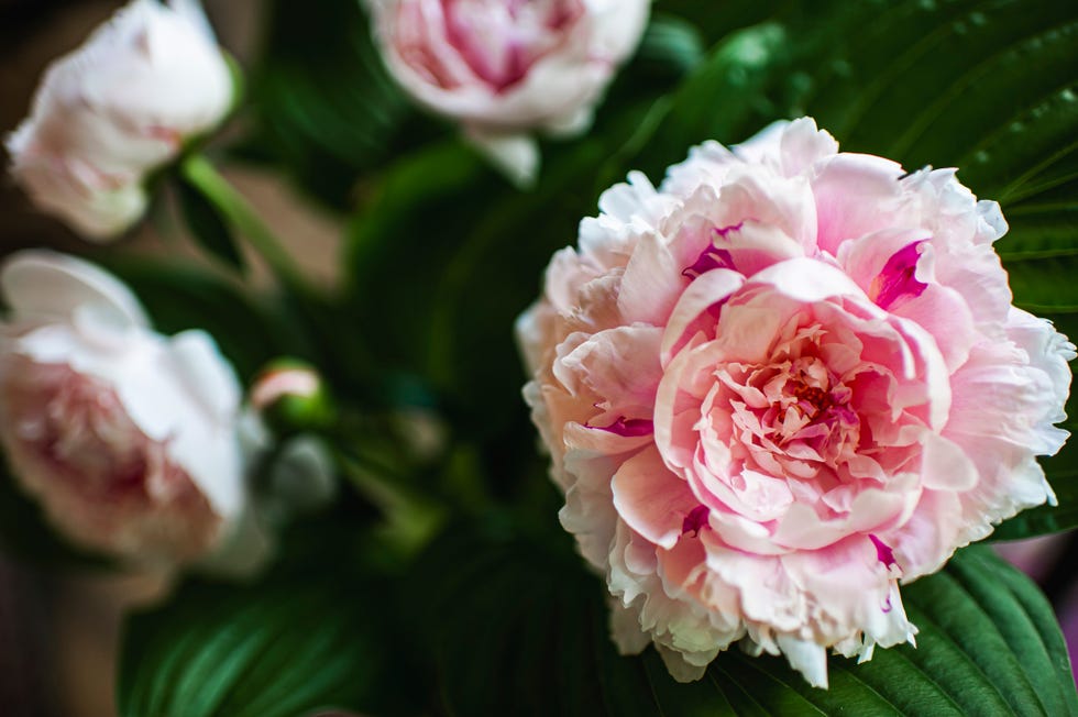 pretty pink peony bouquet in full bloom