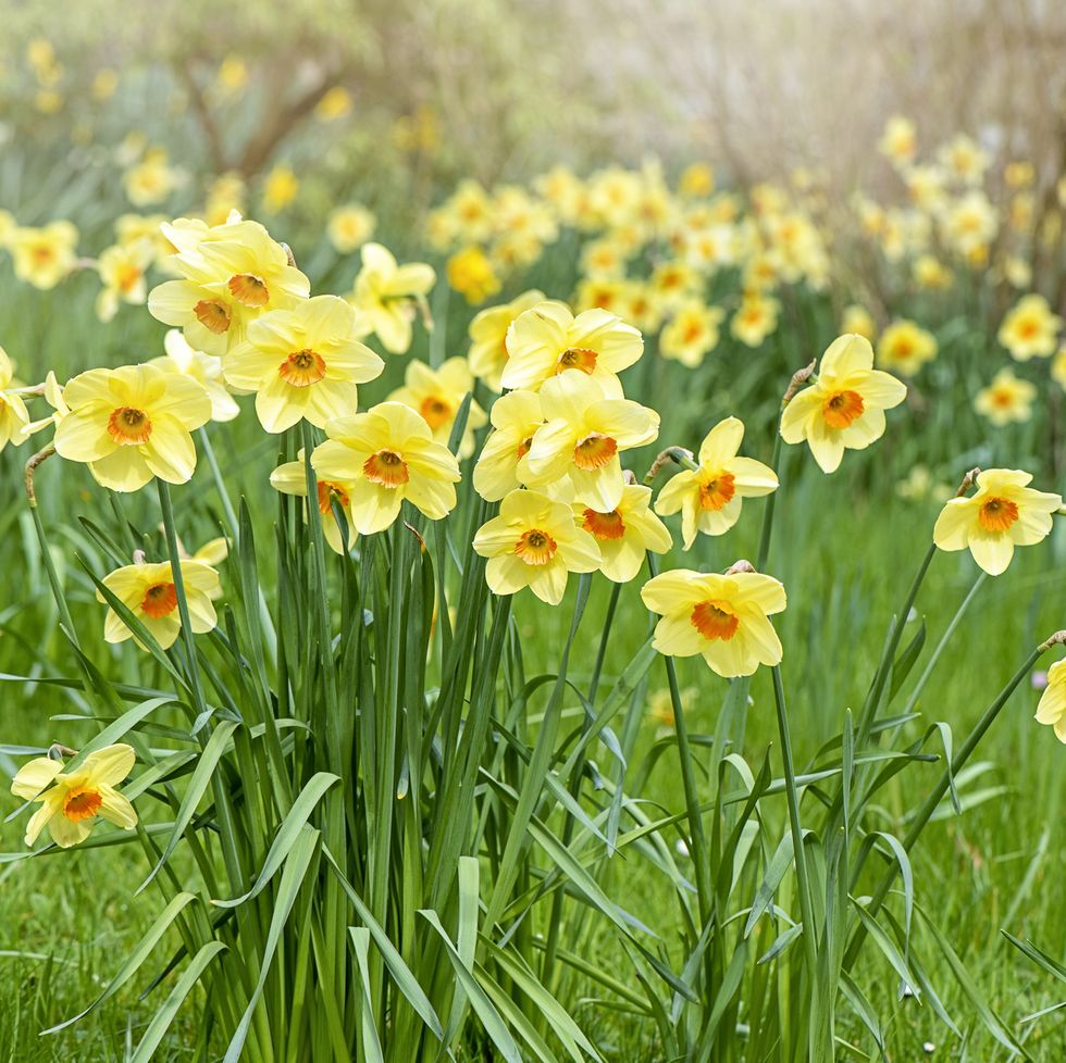 pretty spring, yellow daffodil flowers in soft sunshine also known as narcissus