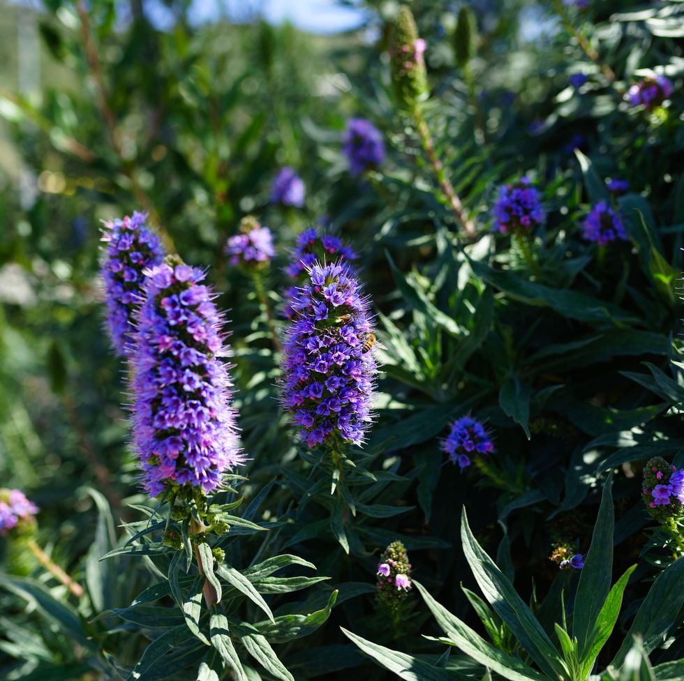 echium candicans, pride of madeira, purple flowers hummingbird flowers