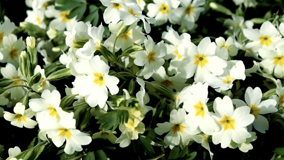 primrose blooming in garden