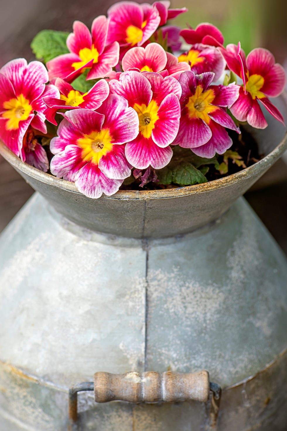 close up image of pretty spring primroses   primula, planted in a french, aluminium milk churn