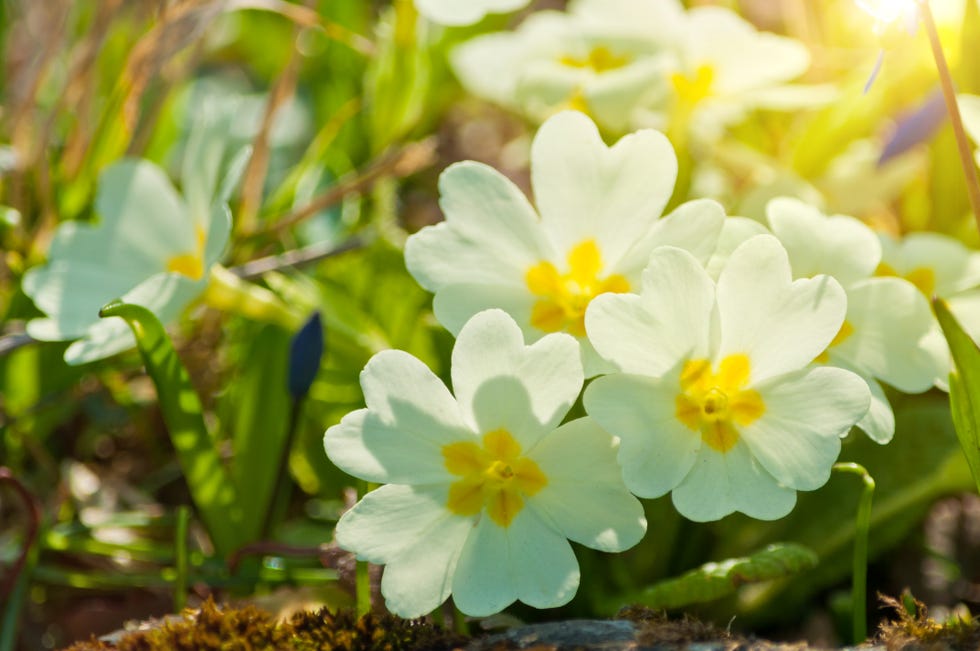 primula vulgaris