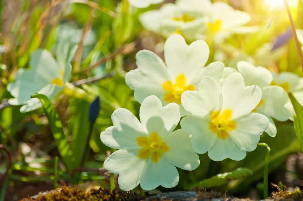 primroses on march in sunlight