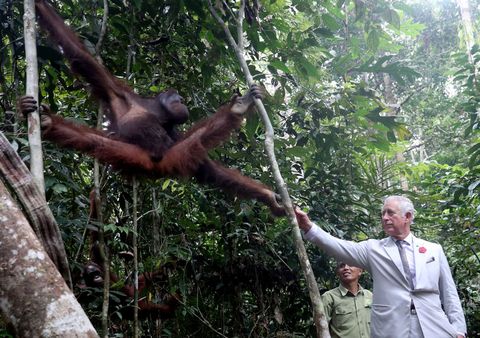 prince charles monkey The Prince Of Wales & Duchess Of Cornwall Visit Singapore, Malaysia, Brunei And India - Day 7
