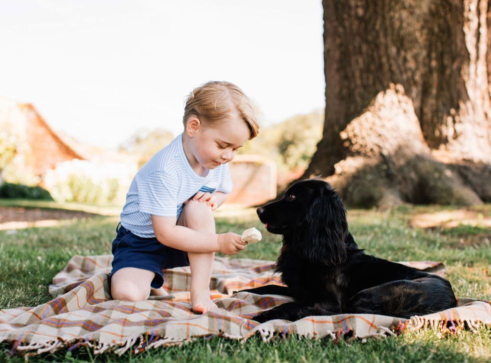 a royal birthday prince george turns four and is seen here feeding his ice cream to a dog on a picnic blanket