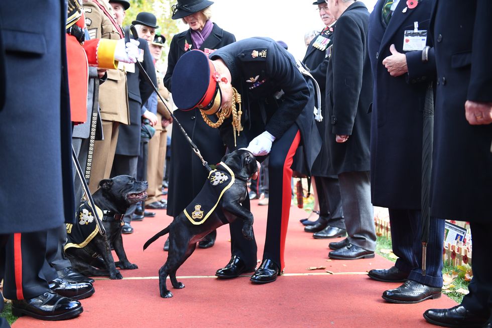 The Duke Of Sussex Visits The Field Of Remembrance At Westminster Abbey