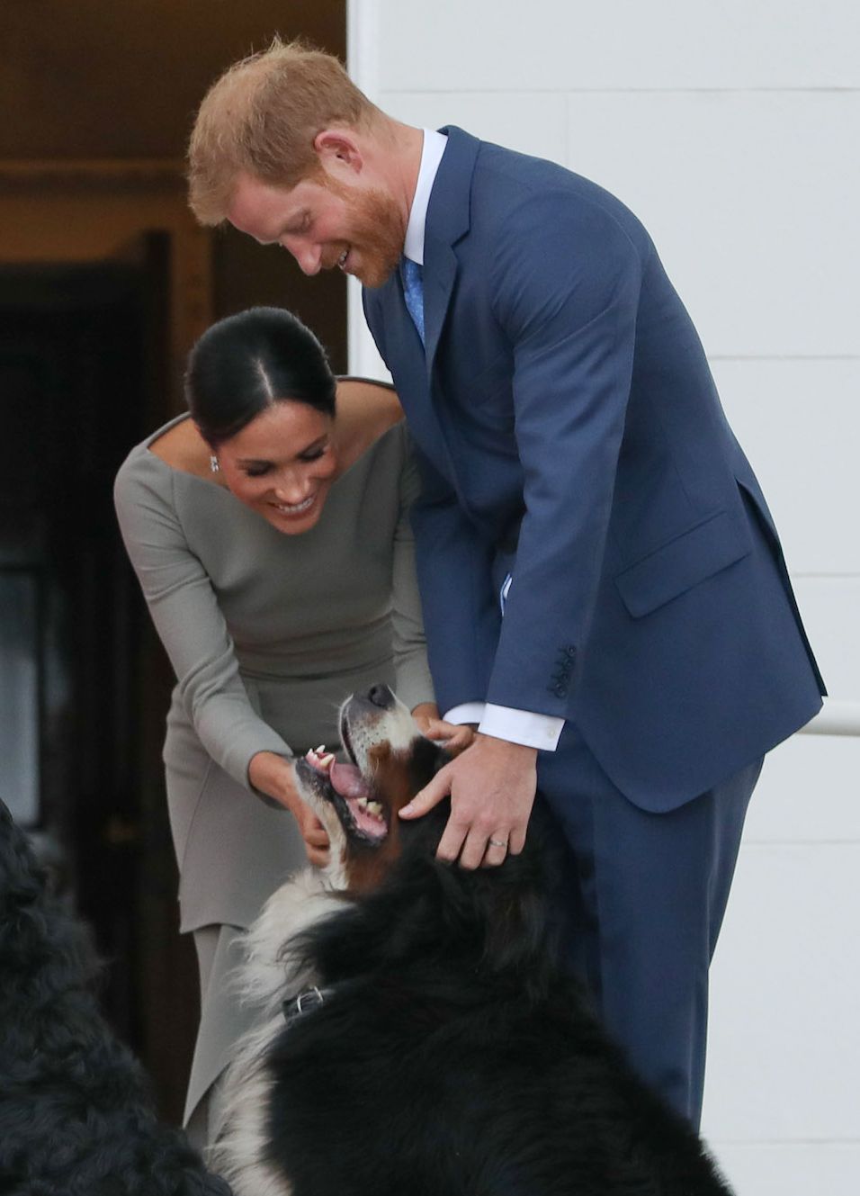 Prince Harry and Meghan Markle dog 