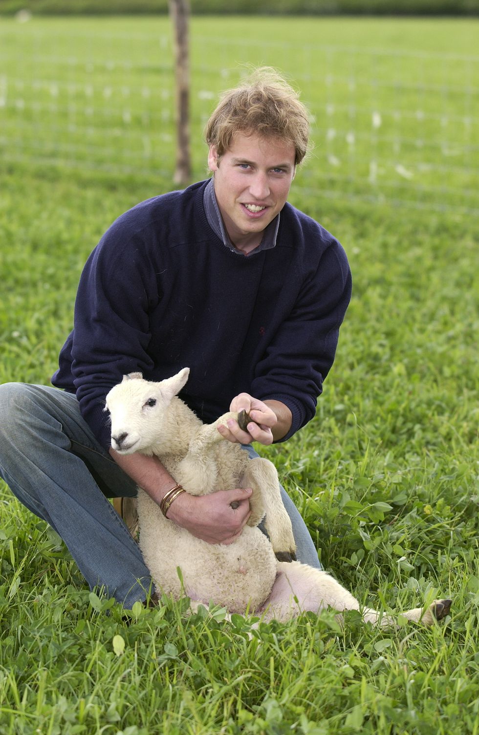 william holds sheep