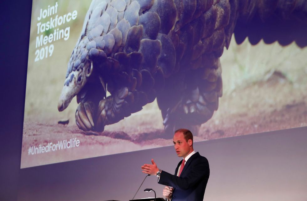 Prince William defends wildlife at London event
