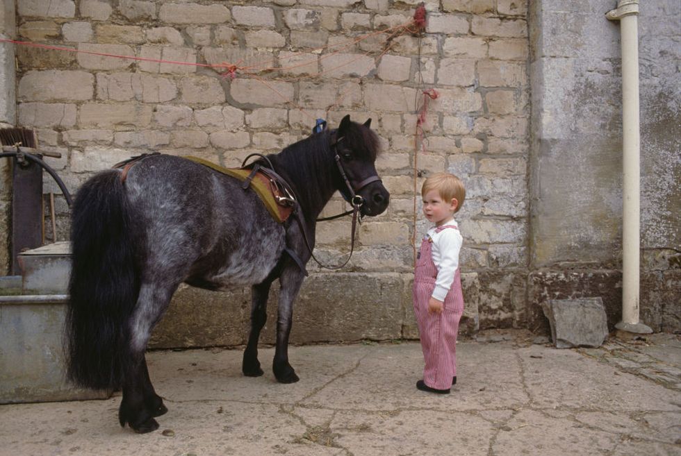 Prince William And Pony