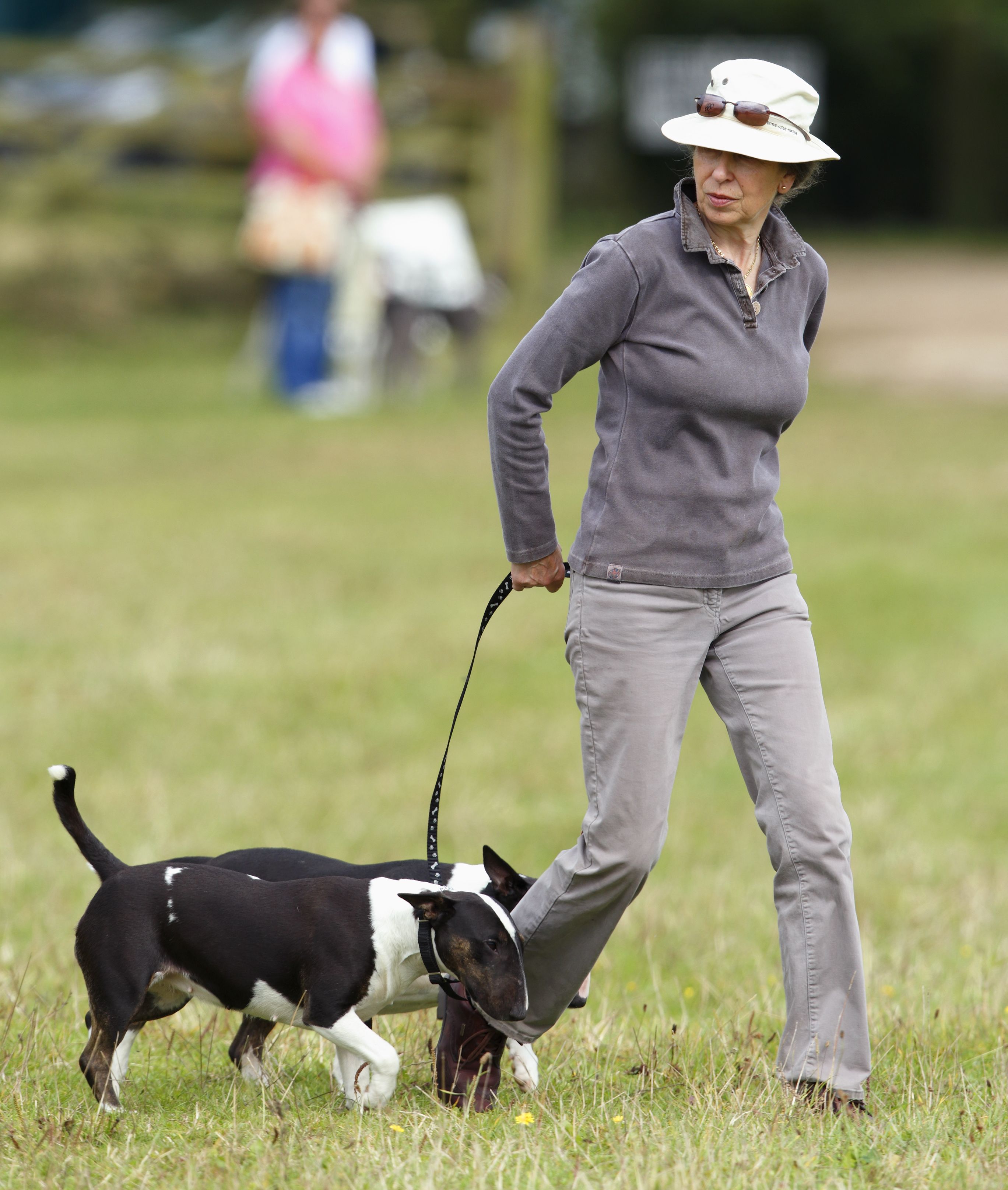 Royal terrier hotsell