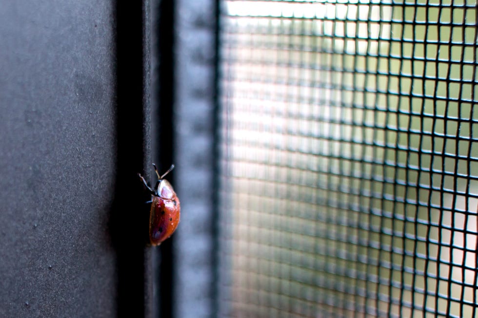 Ladybug Meaning, Symbolism, and What Their Colors Represent