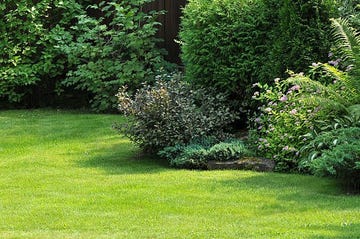 lush layered border of privacy trees, shrubs and perennials in a green backyard