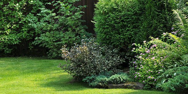 lush layered border of privacy trees, shrubs and perennials in a green backyard