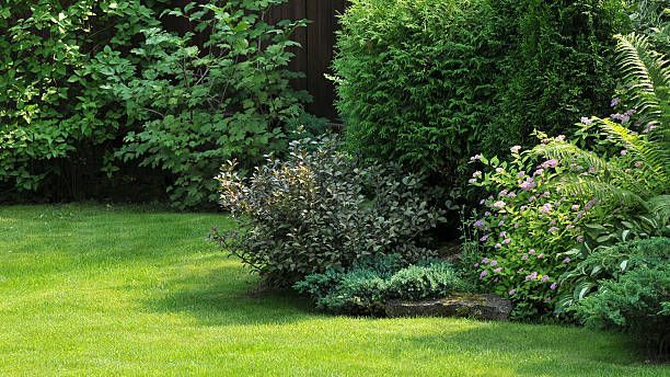 types of evergreen trees for privacy