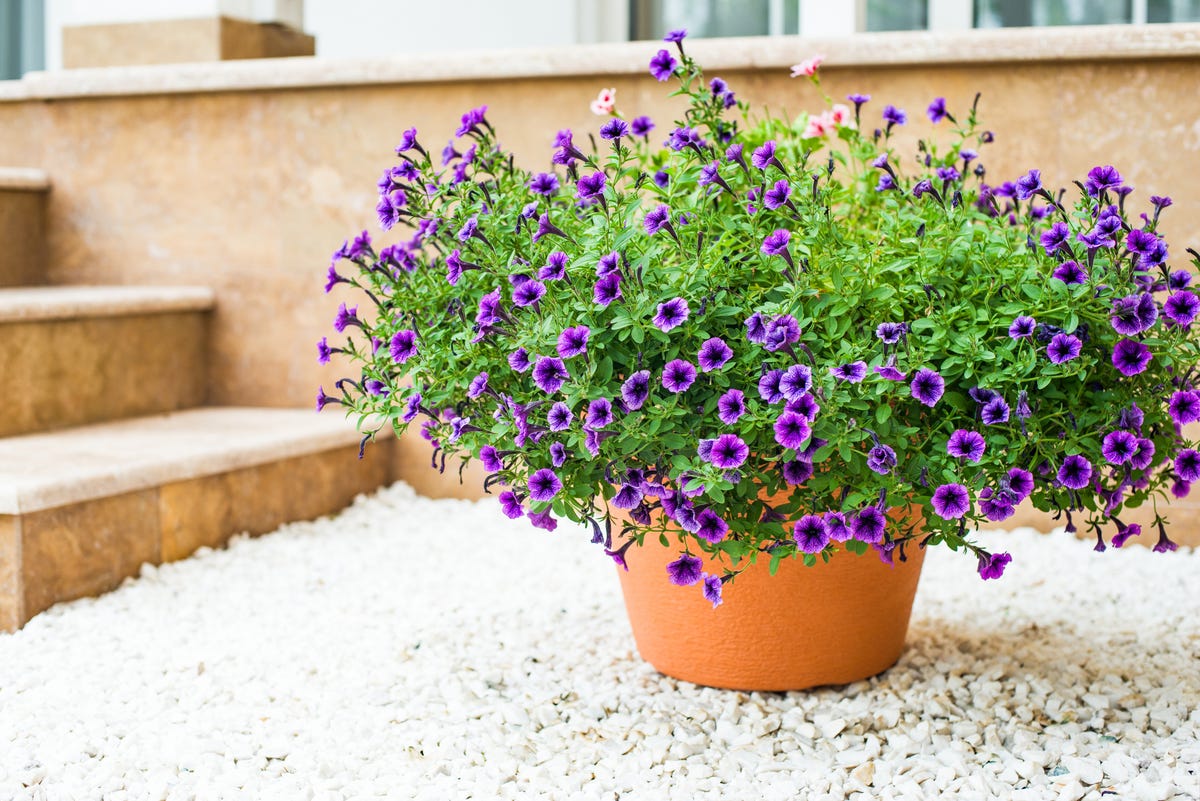 House of Silk Flowers Artificial Fern Hanging Plant in Beehive Basket