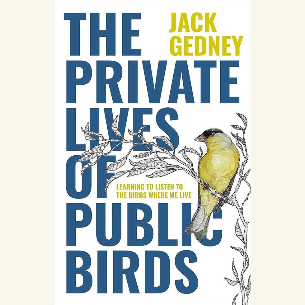 the private lives of public birds,  learning to listen to the birds where we live, jack gedney