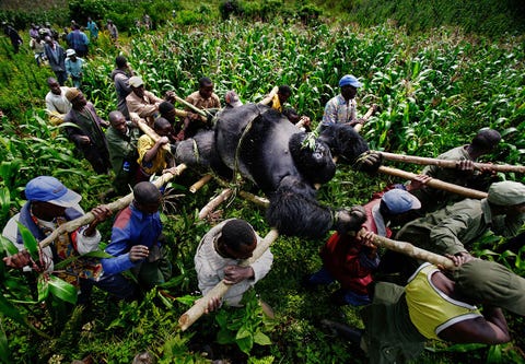 In 2007 waren er wereldwijd nog maar zon 720 berggorillas over In hetzelfde jaar werden zeven vermoorde dieren gevonden in het Virunga National Park in de Democratische Republiek CongoDe fotos van Brent Stirton van de dode dieren een bijeffect van de illegale steenkoolactiviteten in de regio zorgden voor internationale ophef Deze gorillas zijn ook nu nog een bedreigde soort door vernietiging van hun leefgebied en klimaatverandering