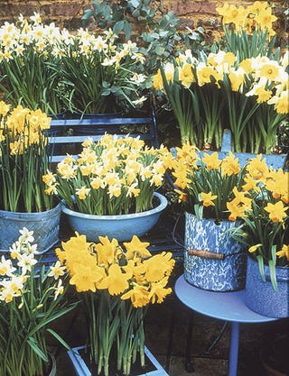 narcisos en flor, perfectos para arreglos florales, ramos y bouquets