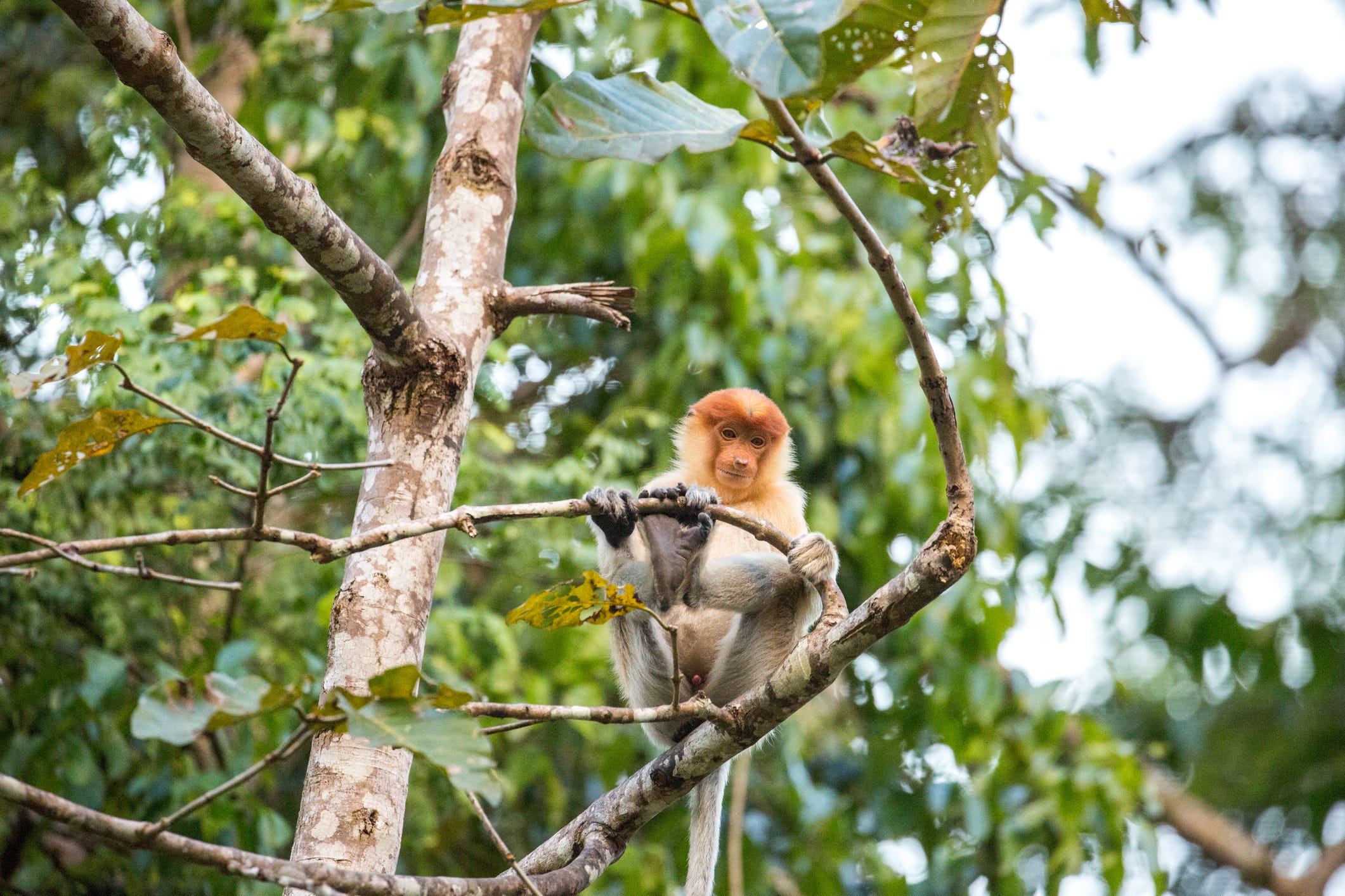 Borneo tours - Borneo orangutan tour