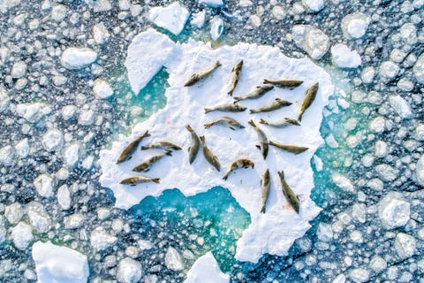 Antarctica ANTARCTICALuchtfoto van krabbeneters die in december uitrusten op afgebroken stukken pakijs voor de kust van het Antarctisch Schiereiland Uit onderzoek is gebleken dat deze zeehonden een vast patroon volgen waarbij ze tussen zonsondergang en zonsopgang foerageren en midden op de dag aan land uitrusten Dat patroon verandert met de seizoenen Krabbeneters maken tussen het duiken door veel gebruik van pakijs om erop uit te rusten maar nu het ijs steeds verder smelt is hun toekomst ondanks hun enorme aantallen niet meer zo rooskleurig